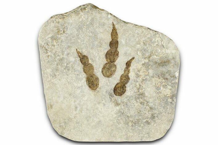 Dinosaur (Grallator) Track - Negative Impression #366842